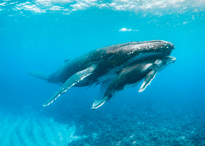 Whale & Calf
